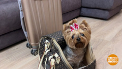 Мы везем с собой кота, чижика, собаку... А крысу можно? Доброе утро. Фрагмент