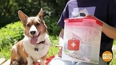 Собираем аптечку для домашнего питомца. Доброе утро. Фрагмент