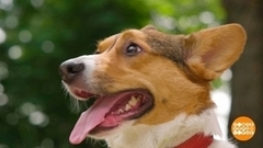 Как помочь собаке в жару. Доброе утро. Фрагмент