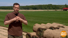 Газон: посеять или постелить? Доброе утро. Фрагмент