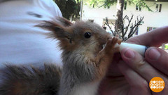 «Потеряшки» наши меньшие. Доброе утро. Фрагмент