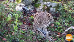 Как спасают барсов. Доброе утро. Фрагмент