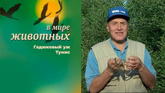 В мире животных. Гадюковый уж. Тунис