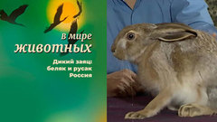 В мире животных. Дикий заяц: беляк и русак. Россия