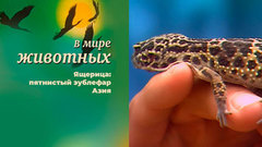 В мире животных. Ящерица: пятнистый эублефар. Азия