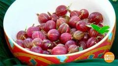 Крыжовник: цвет имеет значение! Доброе утро. Фрагмент