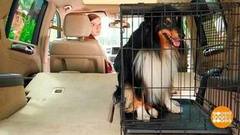 Как приучить собаку к машине. Доброе утро. Фрагмент