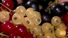 Все цвета смородины. Доброе утро. Фрагмент