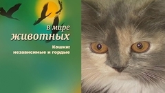В мире животных. Кошки: независимые и гордые