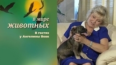В мире животных. В гостях у Ангелины Вовк