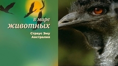 В мире животных. Страус Эму. Австралия