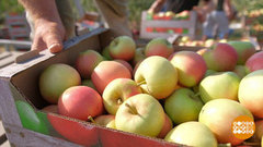 Кожица да косточки: а есть их можно? Доброе утро. Фрагмент