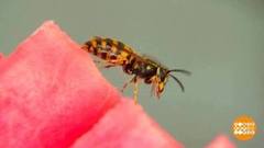 Эх, залетные! Вы откуда, насекомые? Доброе утро. Фрагмент