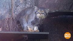 Новички и старожилы Московского зоопарка. Доброе утро. Фрагмент