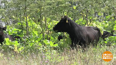 Борщевик — в дело! Доброе утро. Фрагмент