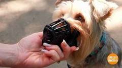 Как приучить собаку к наморднику. Доброе утро. Фрагмент