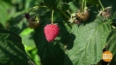 Не жизнь, а малина! Доброе утро. Фрагмент