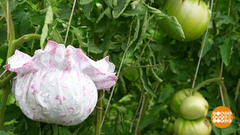 Помидор, шапочку надень! Доброе утро. Фрагмент