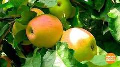 Яблоки поспели! Доброе утро. Фрагмент
