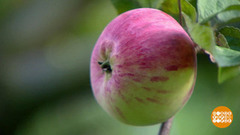 Яблочный Спас. Доброе утро. Фрагмент