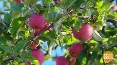 Яблоки: то пусто, то густо. Доброе утро. Фрагмент