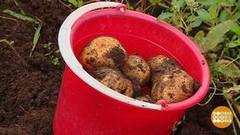 Пойдем копать картошку! И есть… Доброе утро. Фрагмент