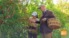 По грибы, по ягоды... Главное — не заблудиться! Доброе утро. Суббота. Фрагмент