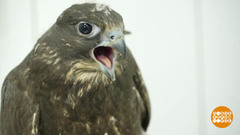 Соколу — томографию, дельфина — на УЗИ. Доброе утро. Суббота. Фрагмент