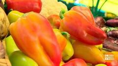 Перец красный, перец желтый... Доброе утро. Фрагмент