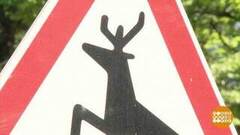 Осторожно, лоси! Доброе утро. Фрагмент