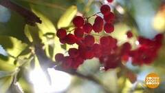 Рябиновая осень. Доброе утро. Фрагмент