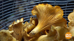 Грибы пошли. А мы идем за грибами! Доброе утро. Фрагмент