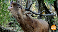 Оленей по осени считают. Доброе утро. Фрагмент