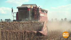 Урожай по осени считают. Доброе утро. Фрагмент