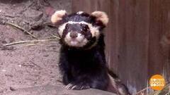 Как спасают редких животных. Доброе утро. Фрагмент