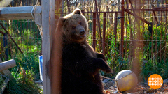 Здравствуй, мишка! Ты к кому? Доброе утро. Фрагмент