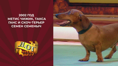 Дог-шоу «Я и моя собака». Метис Чижик, такса Ганс и скоч-терьер Семен Семеныч. 2002 год