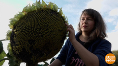 10-метровый кабачок и другие чудеса с грядок. Доброе утро. Фрагмент