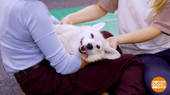 Массаж для Плюши. Доброе утро. Фрагмент