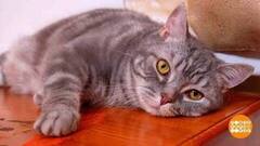 Котик, устраивайся поудобнее! Доброе утро. Фрагмент