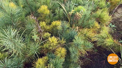 С чего начинается лес. Доброе утро. Фрагмент