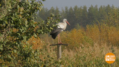 Дом, где спасают аистов. Доброе утро. Фрагмент