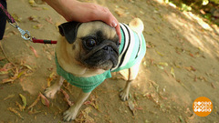 Безопасная прогулка с собакой. Доброе утро. Фрагмент