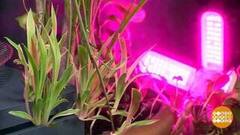 Фитолампа: домашнее солнце для растений. Доброе утро. Фрагмент