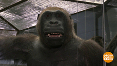 Зачем человеку аппендикс? Доброе утро. Суббота. Фрагмент