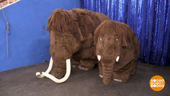 Самый северный цирк в мире 30 лет удивляет и покоряет! Доброе утро. Фрагмент