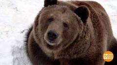 Мишки, мы вас любим! Доброе утро. Фрагмент