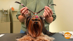 Собака, я тебя причешу! Доброе утро. Фрагмент