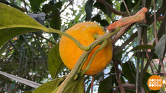 Оливье + мандарины + шампанское = Новый год! Доброе утро. Фрагмент