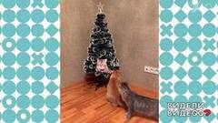 Как спасти елку от котов. Видели видео? Фрагмент